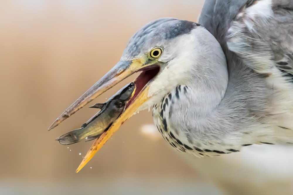 Grey Heron Swallowing Fish by Jun Zuo — canvas wall art