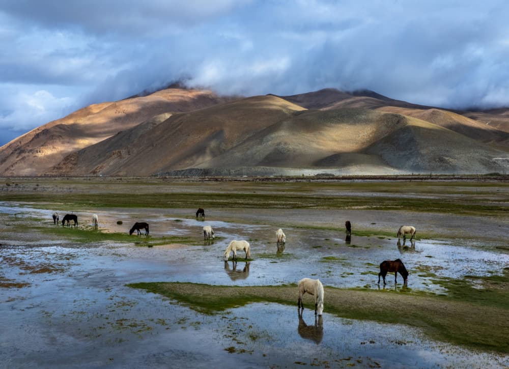 Grazing Horses Mountain Vista by Dianne Mao — canvas wall art