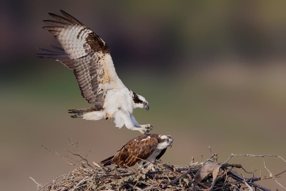 Osprey Nest Arrival by Bill Lu — canvas wall art