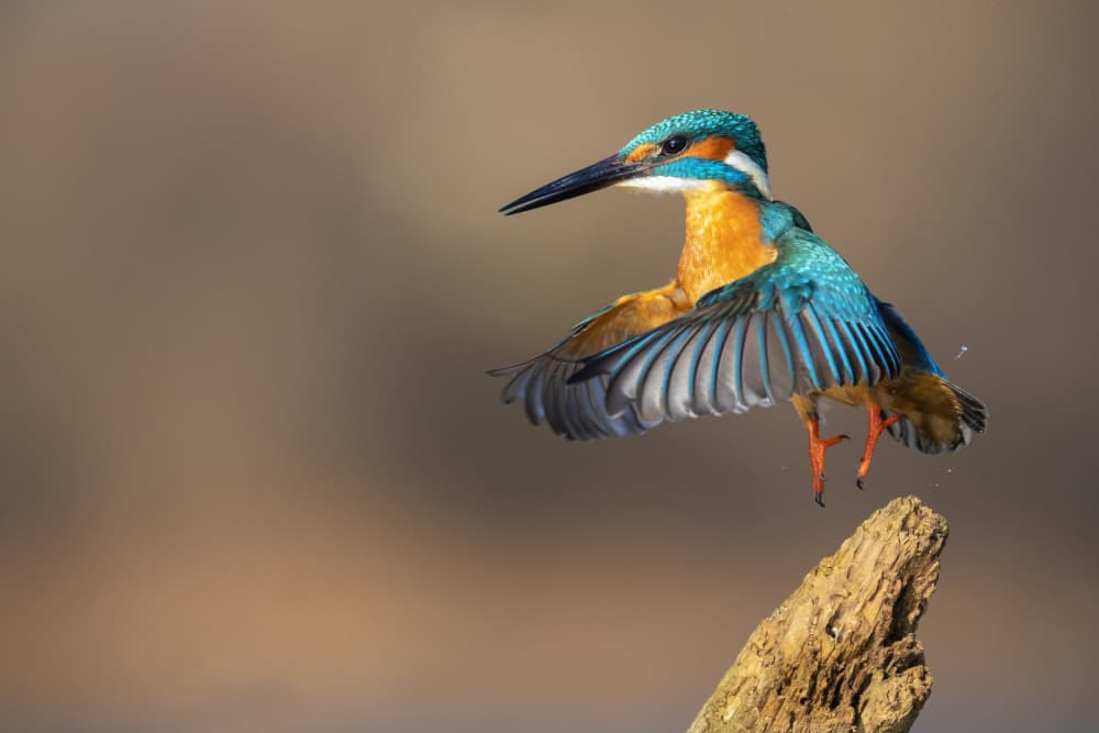 Kingfisher in Flight by TONY GORAN — canvas wall art