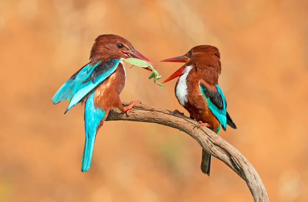 Kingfishers Sharing Prey by Shlomo Waldmann — canvas wall art