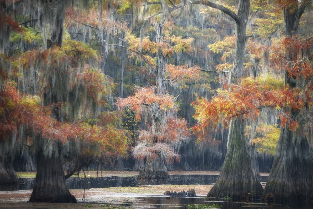Cypress Fall Morning by Roberto Marchegiani — canvas wall art