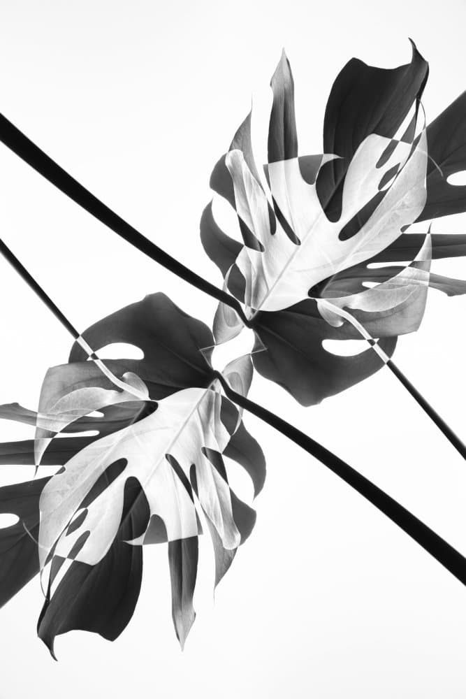 Abstract Monstera Leaves by Pictufy Studio III — canvas wall art
