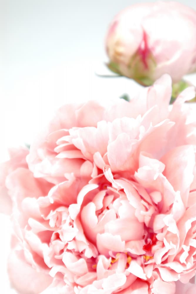 Soft Pink Peony by Rosana Laiz Blursbyai — canvas wall art
