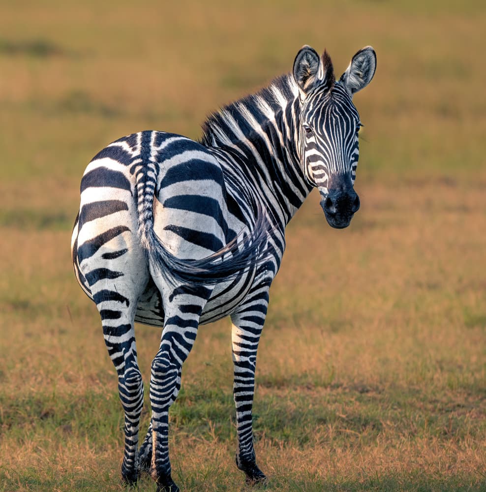 African Zebra Gaze by Allen SDCA — canvas wall art