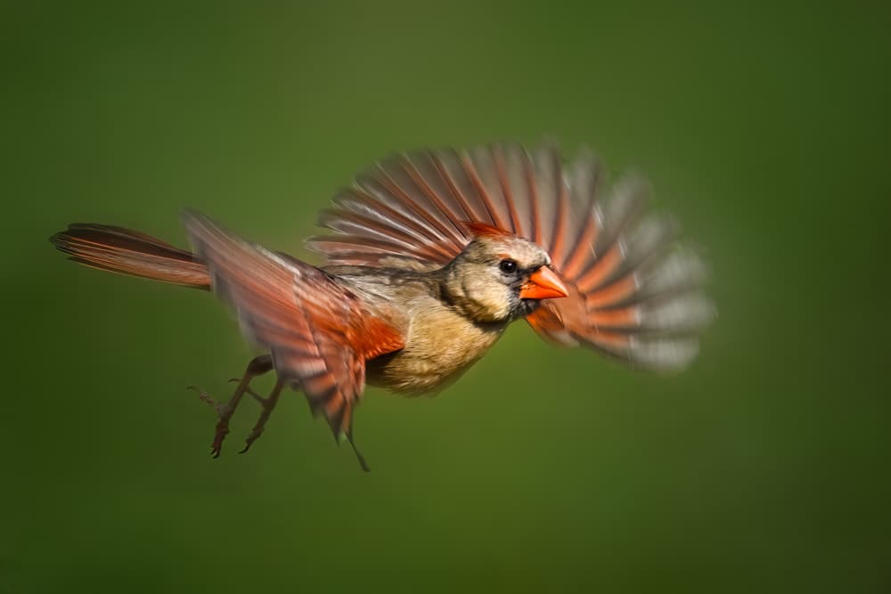 Female Cardinal in Flight by Jianping Yang — canvas wall art