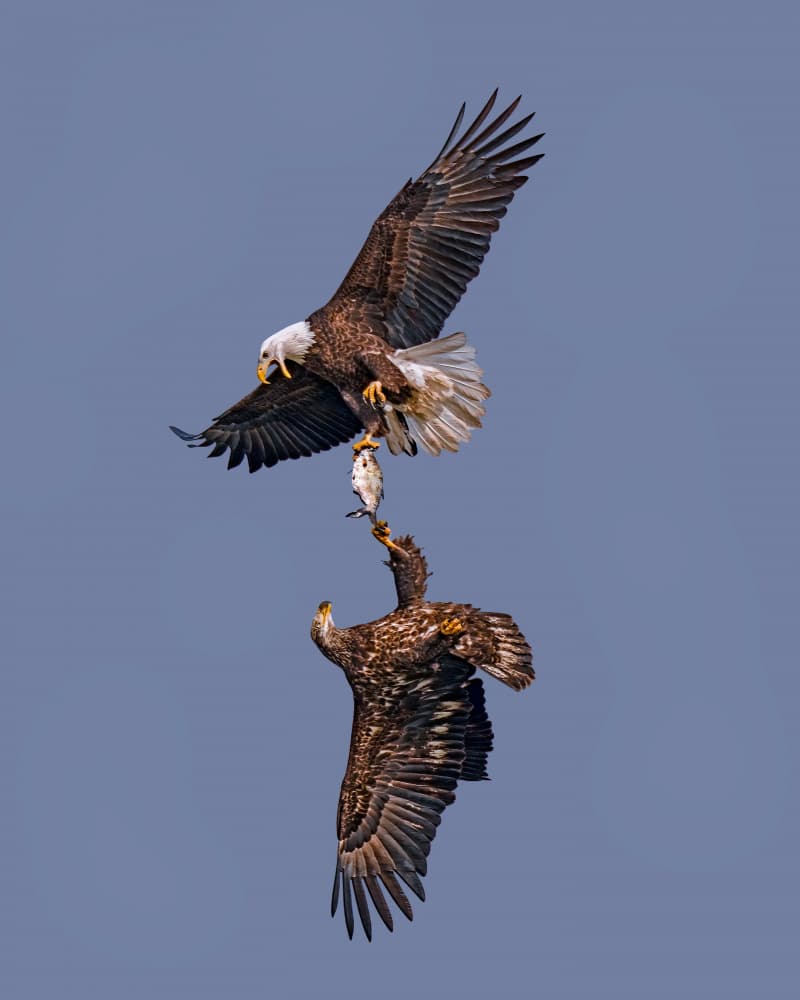 Bald Eagles Mid-Air Conflict by Hanping Xiao — canvas wall art