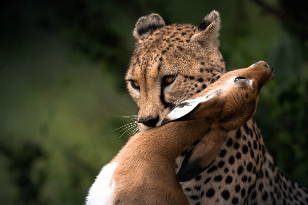 Cheetah's Wild Catch by Ahmed Sobhi — canvas wall art