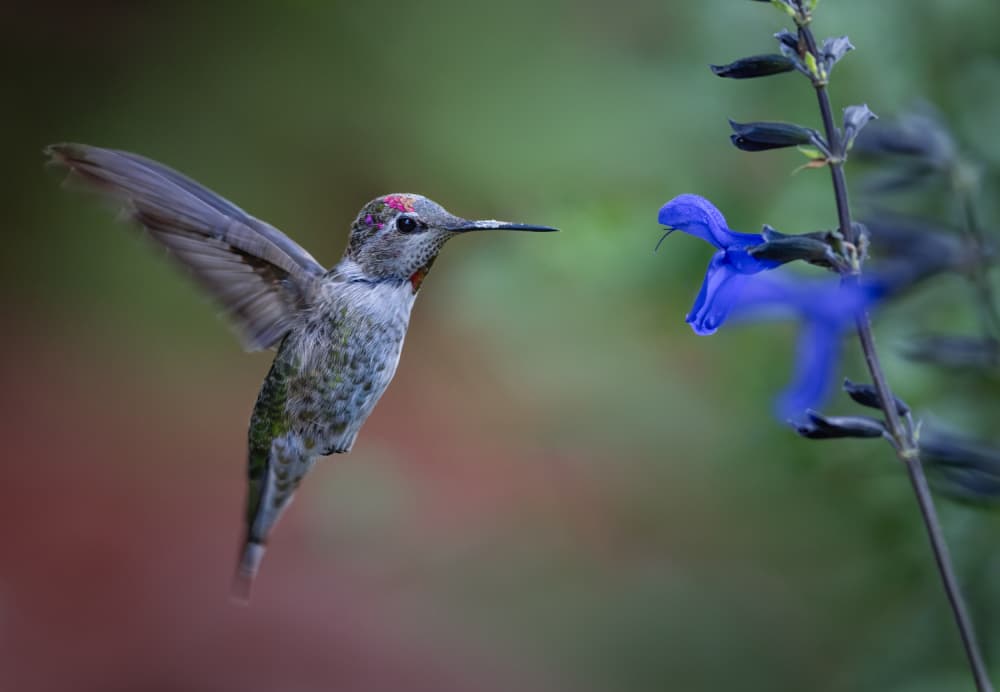 Hummingbird Nectar Sip by Xiaojian Huang — canvas wall art