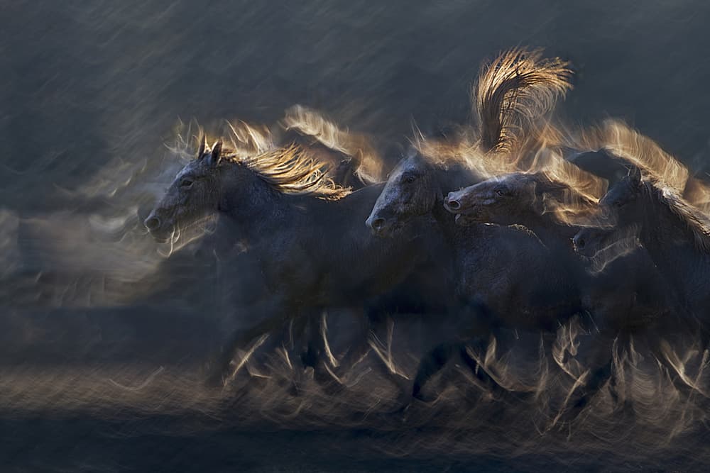 Golden Light Gallop by Milan Malovrh — canvas wall art