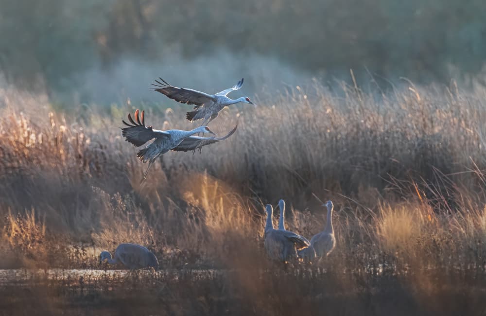 Sandhill Crane Flight by Johnson Huang — canvas wall art