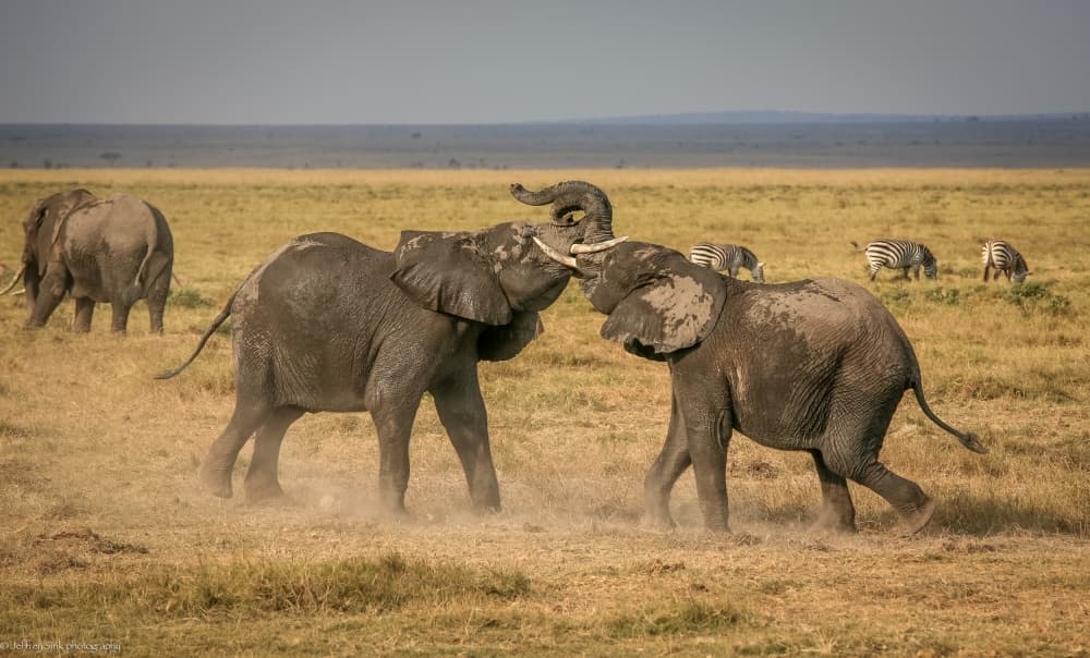 African Elephants Dust Up by Jeffrey C. Sink — canvas wall art