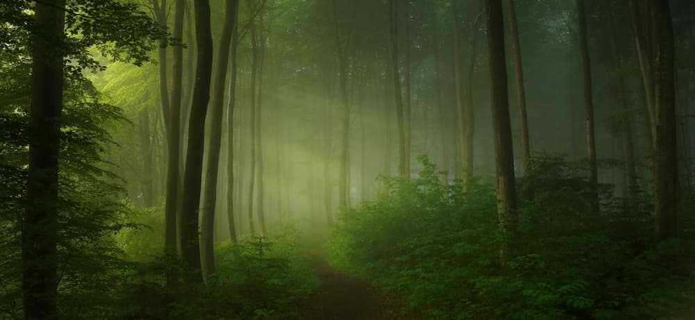 Misty Forest Path by Norbert Maier — canvas wall art