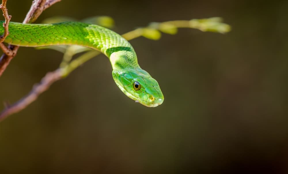 Green Tree Snake by Jeffrey C. Sink — canvas wall art