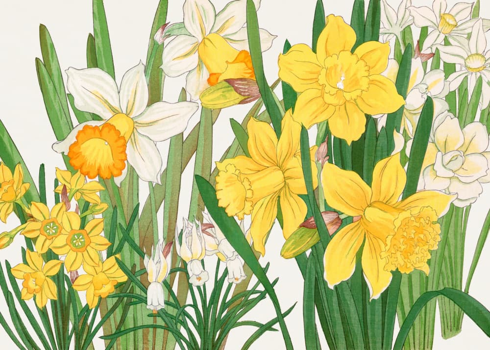Daffodil No.2 by Tanigami Konan — canvas wall art