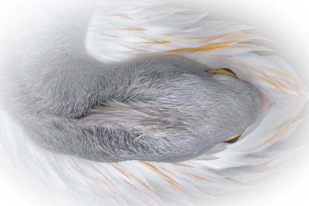 Sleeping Pelican by Sally Widjaja — canvas wall art