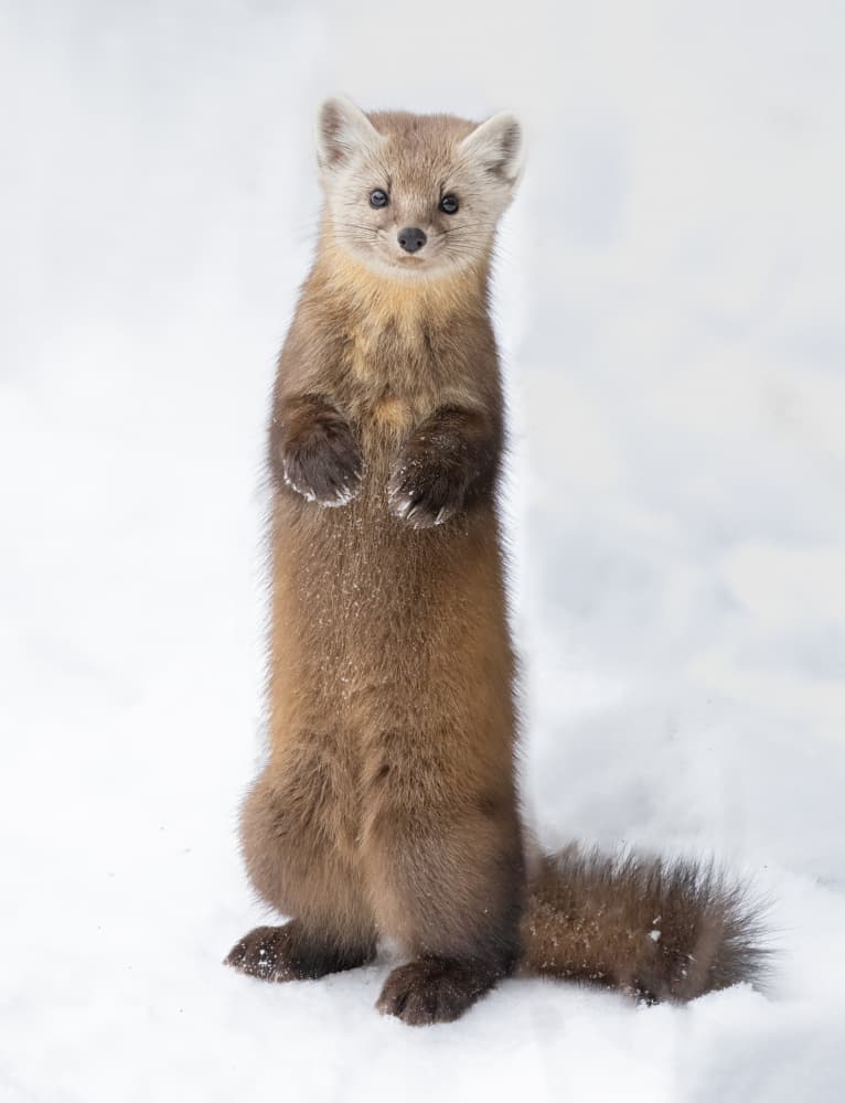 Curious Marten in Snow by Jasmine Suo — canvas wall art