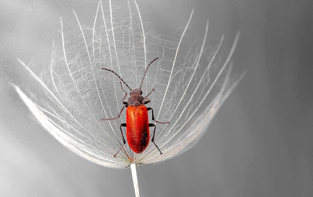 Red Beetle On Dandelion by Thierry Dufour — canvas wall art