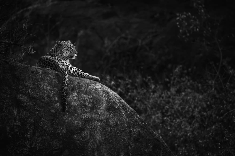 Serene Leopard on Rock by Mohammed Alnaser — canvas wall art
