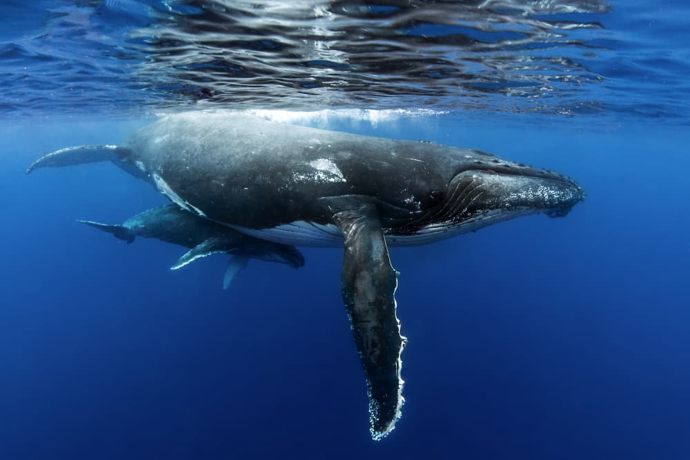 Humpback Whales Underwater by Cédric Péneau — canvas wall art