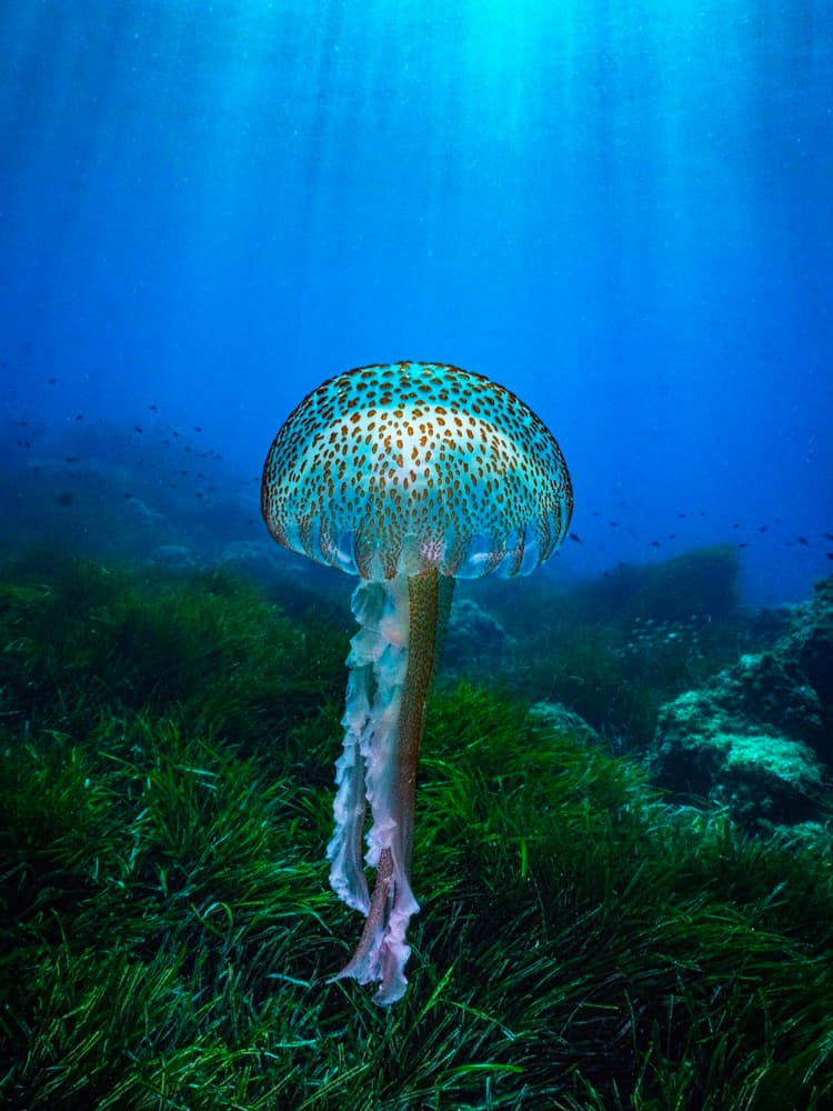 Graceful Ocean Jellyfish by Serge Melesan — canvas wall art