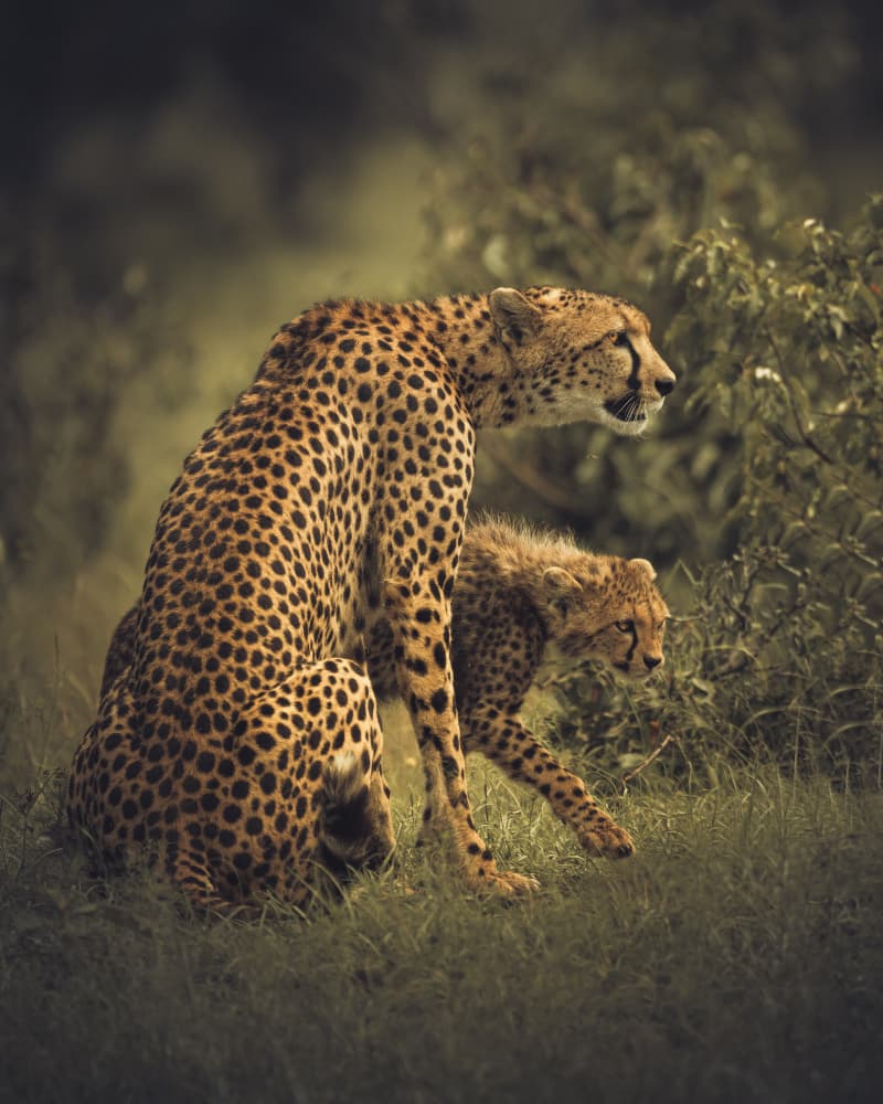 Mother Cheetah And Cub by Ahmed Sobhi — canvas wall art