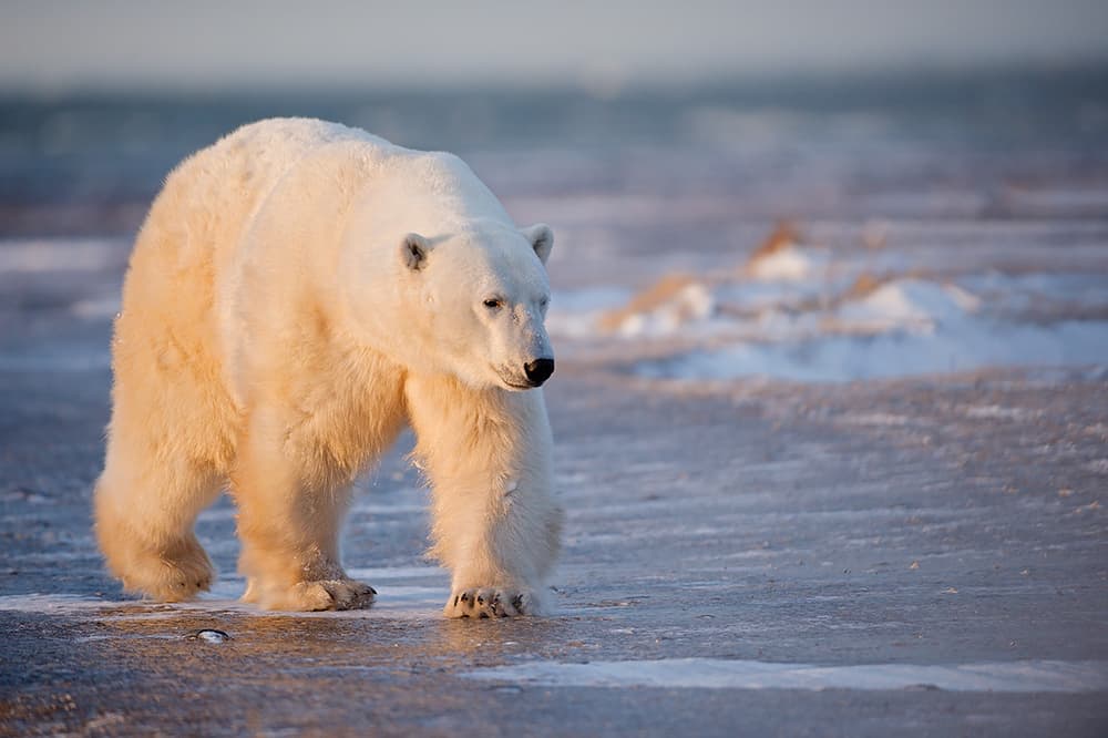 Arctic Polar Bear Walk by Marco Pozzi — canvas wall art