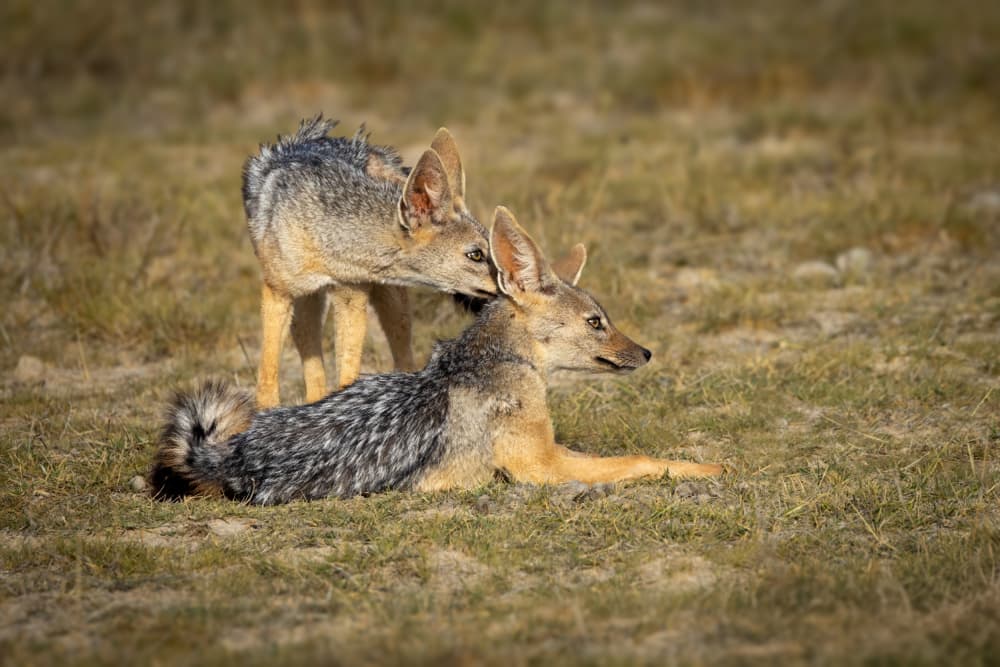 African Jackals Bonding by Mark Strom — canvas wall art