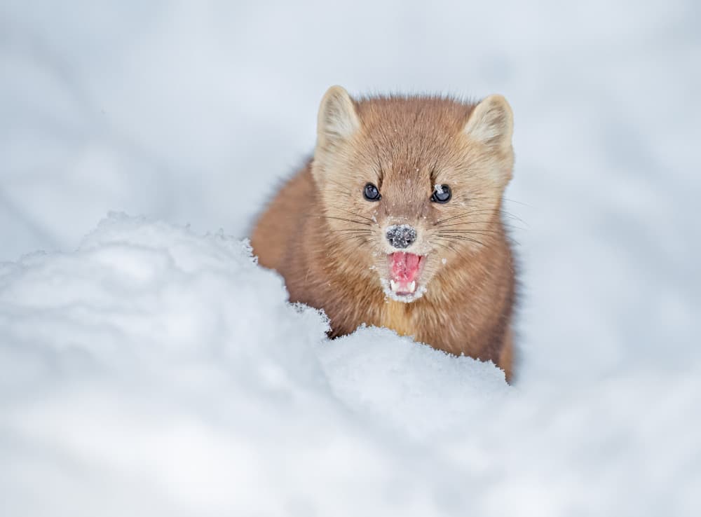 Wild Marten in Snow by Jasmine Suo — canvas wall art