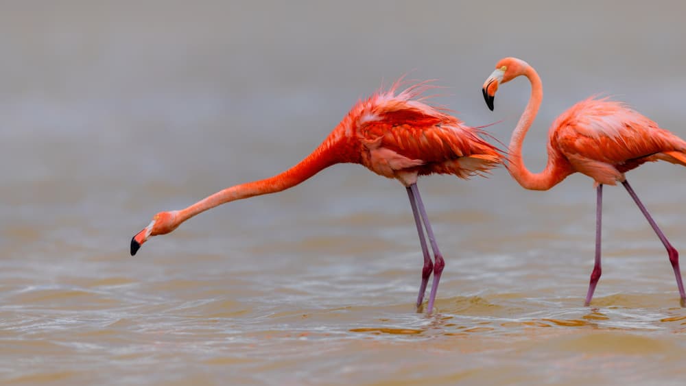 Serene Flamingo Pair by Jun Zuo — canvas wall art