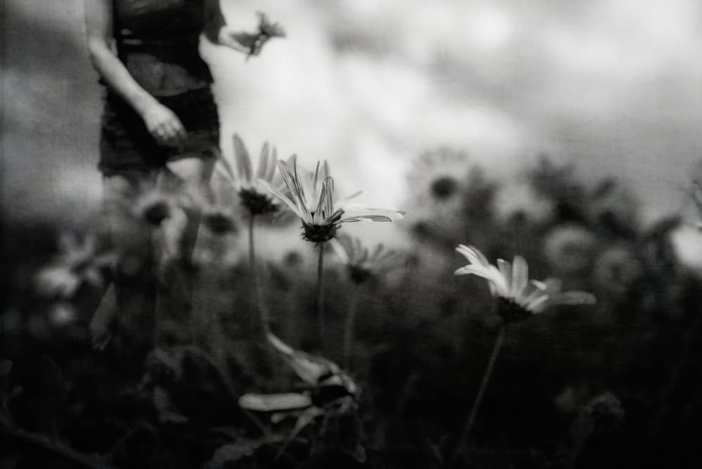 Dreamy Flower Field by Charlaine Gerber — canvas wall art