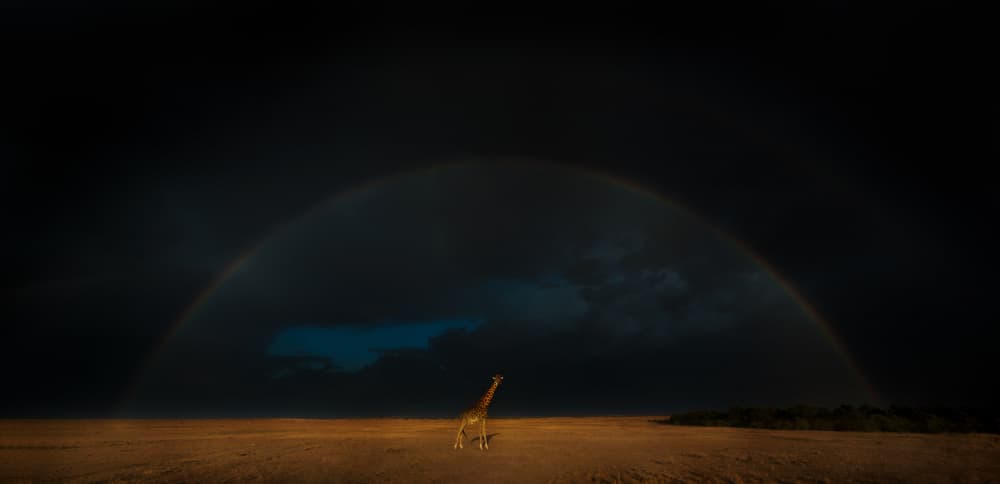 Giraffe Under Rainbow Sky by MIN LI — canvas wall art