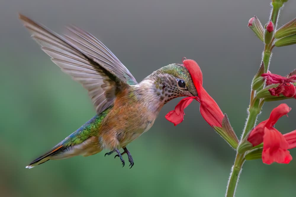 Hummingbird Red Flower by Jacob (Jian) Xu — canvas wall art
