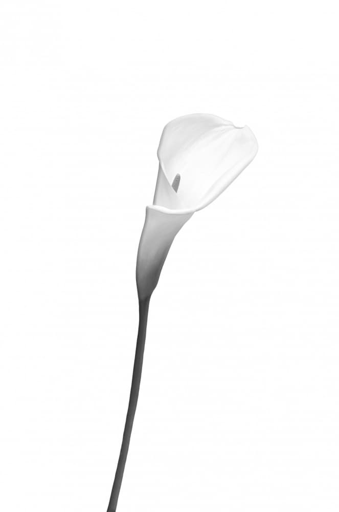 Elegant Calla Lily by Melanie Viola — canvas wall art