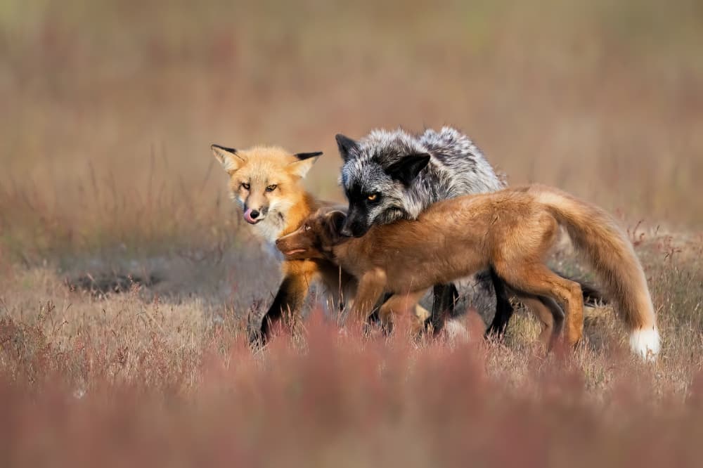 Tender Fox Family by Jun Zuo — canvas wall art