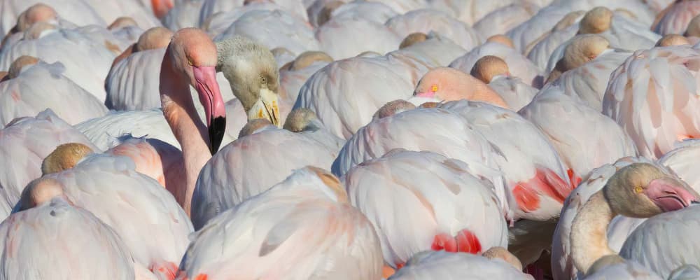 Sleeping Pink Flamingos by alberti Patrick — canvas wall art