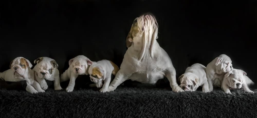 Mama Bulldog And Pups by Gert van den Bosch — canvas wall art