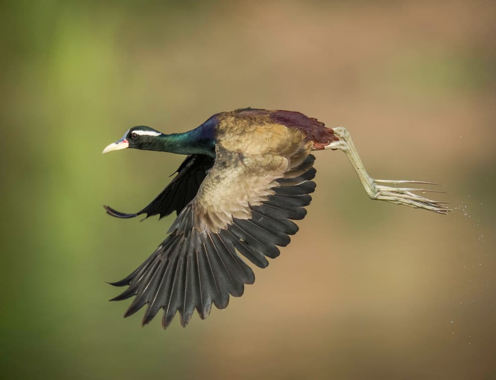 Jacana In Flight by Rajat Dhesi — canvas wall art