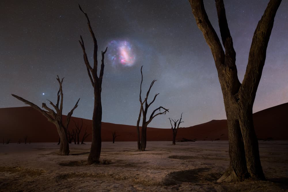 Starlit Desert Trees by Vikas Chander — canvas wall art