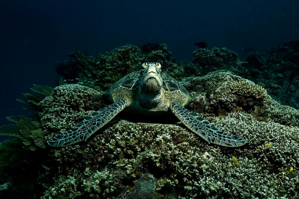 Coral Reef Turtle by Serge Melesan — canvas wall art