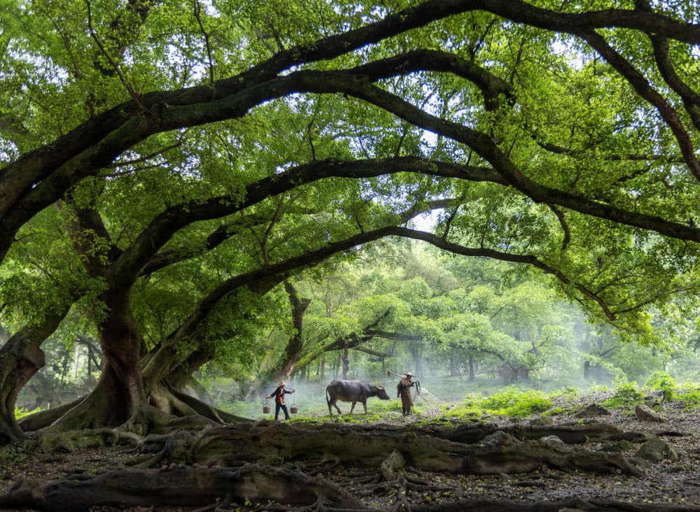 Ancient Forest Passage by Sally Widjaja — canvas wall art