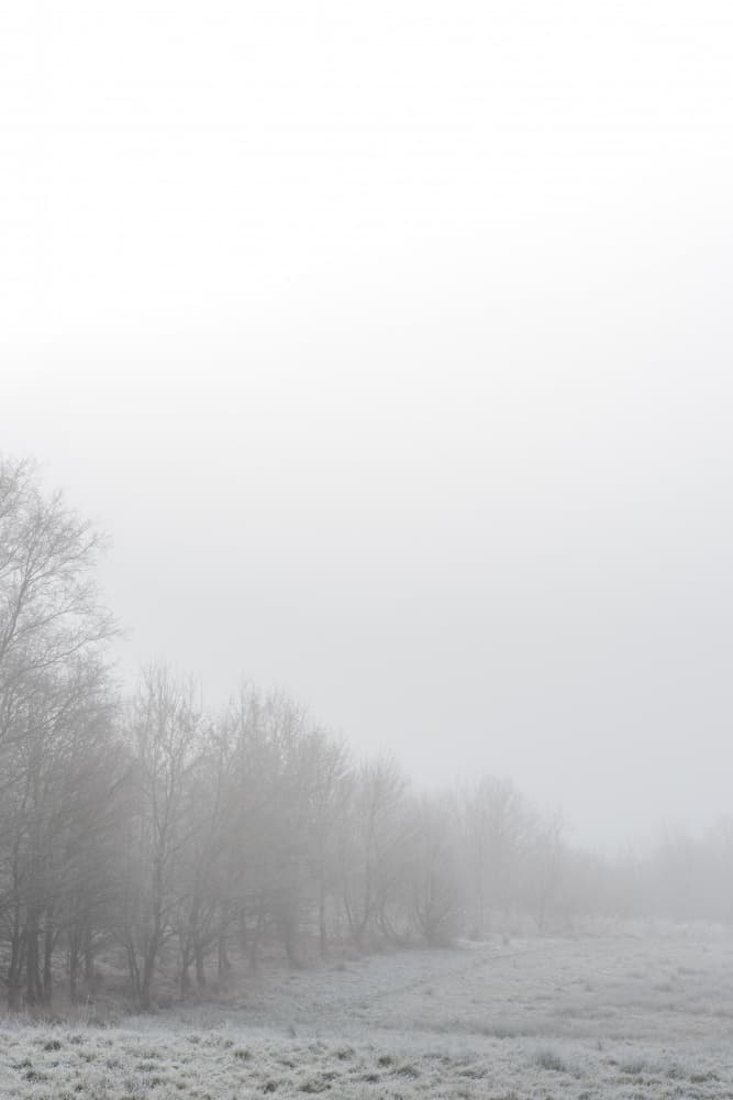 Misty Winter Trees by Lynann Colligan — canvas wall art