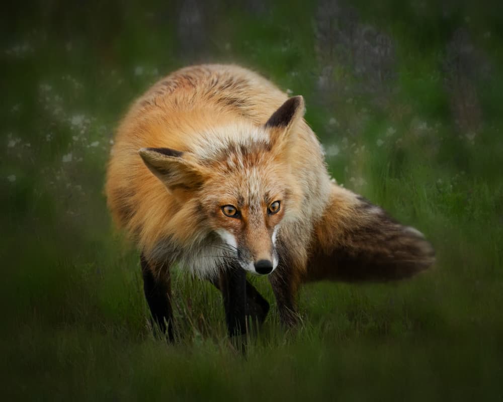 Watchful Red Fox by Leah Xu — canvas wall art