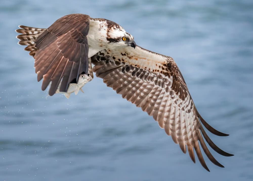 Osprey Fish Catch Flight by Hanping Xiao — canvas wall art