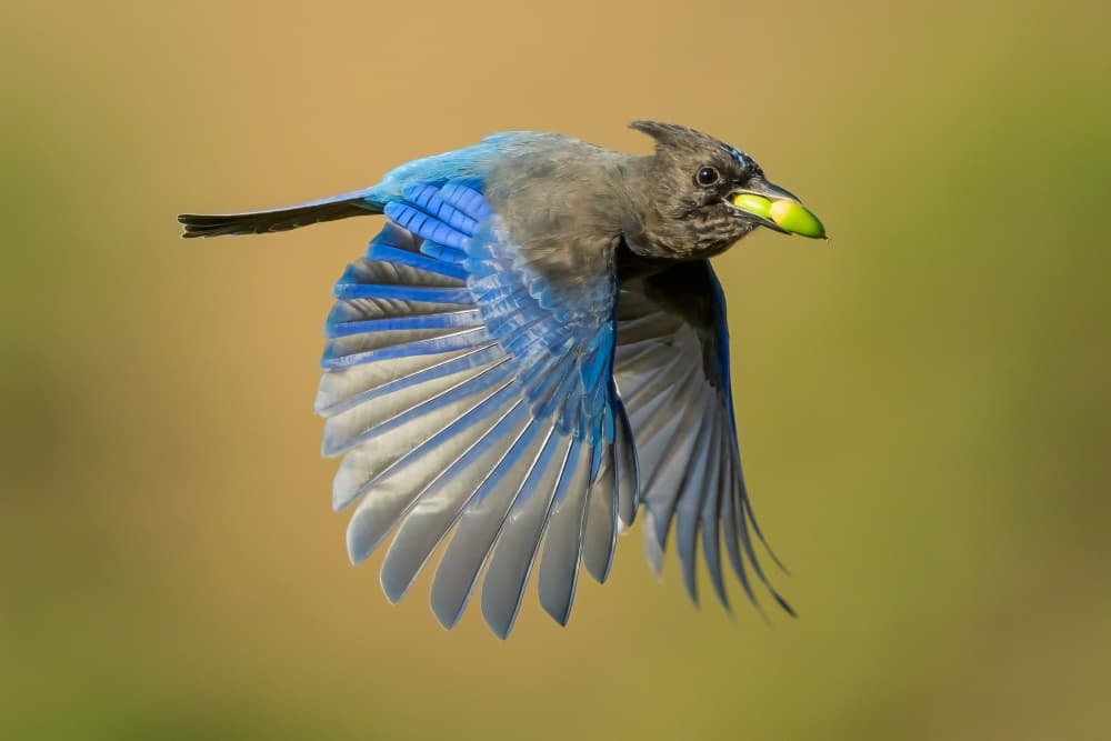 Stellar's Jay in Flight by Moses Wang — canvas wall art