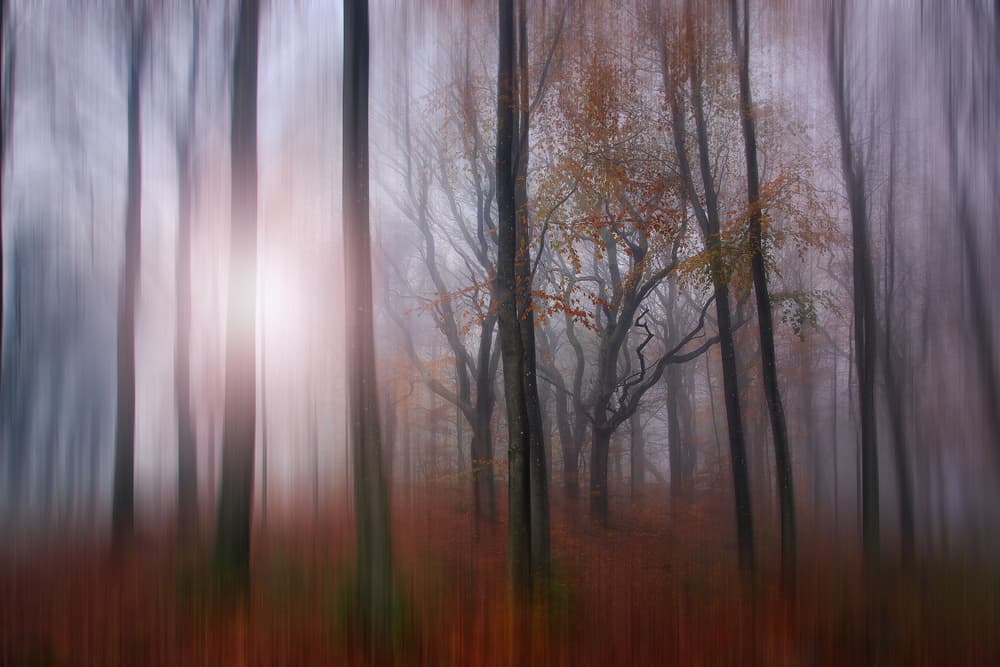 Misty Autumn Forest by Leif Løndal — canvas wall art