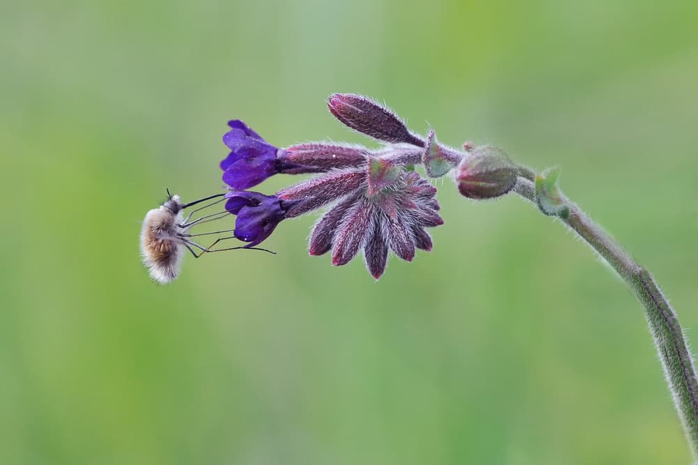 Fuzzy Bee Fly Nectar by Antonio Grambone — canvas wall art