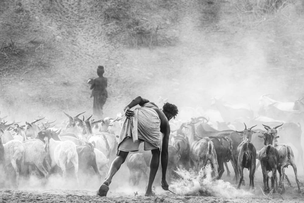 African Goats In Dust by Trevor Cole — canvas wall art