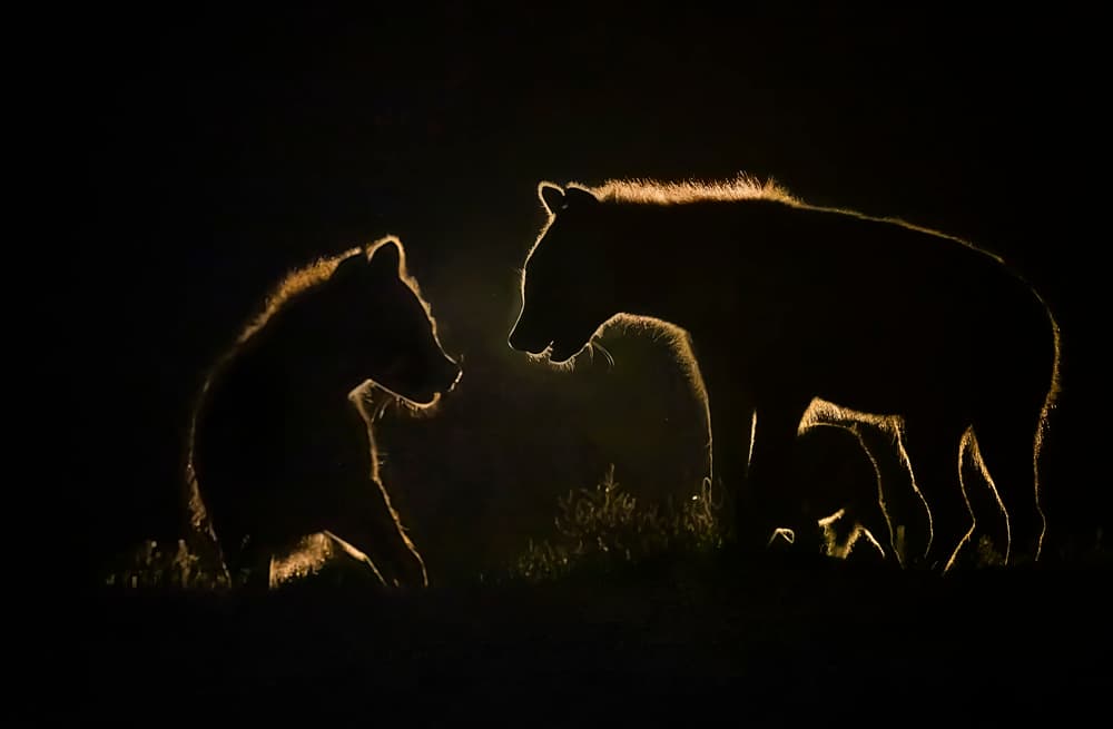 Mother Bear Cub Glow by Siyu_Wei APA — canvas wall art