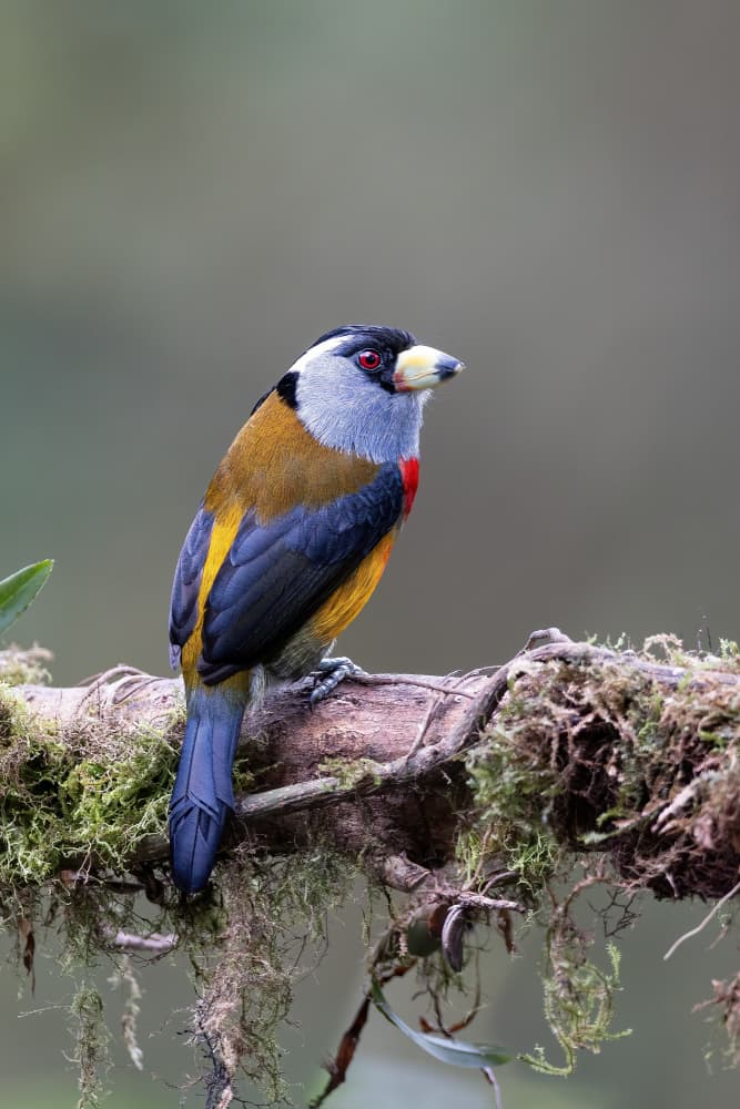 Colorful Jungle Bird by Bill Lu — canvas wall art